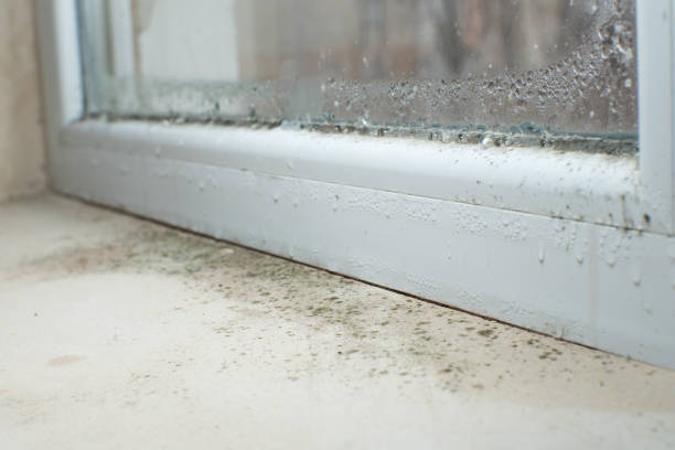 Why You Should Choose Our Mold Remediation Services in Steelton, PA